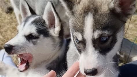 husky attacked baby.